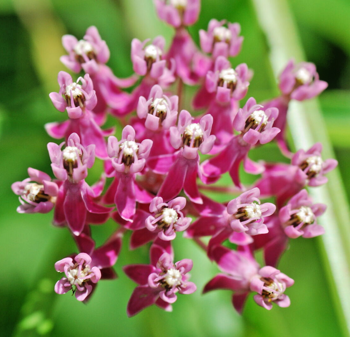 2,000 ASCLEPIAS INCARNATA Seeds (Swamp Milkweed) Perennial Garden Flower Seeds