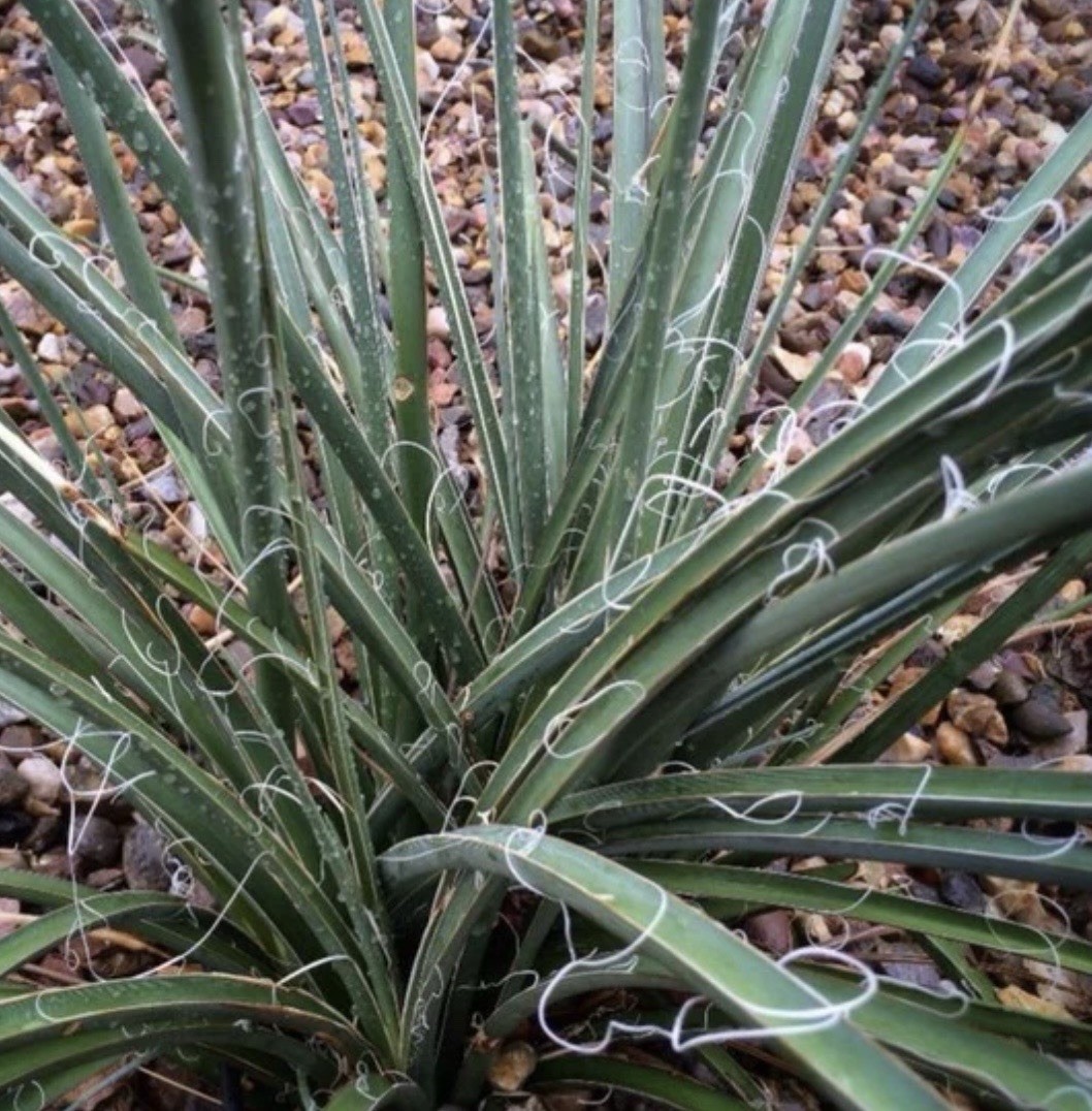 25 RED YUCCA SEEDS (Hesperaloe parviflora) Hummingbird & Butterfly Flower Plant
