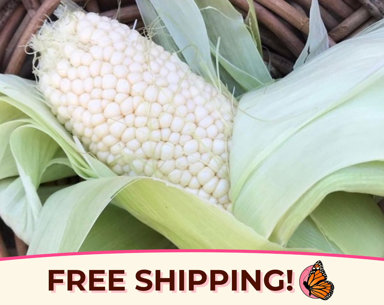 130+ White Corn Seeds ‘Country Gentleman’ | Heirloom, Non-GMO, Vegetable Garden