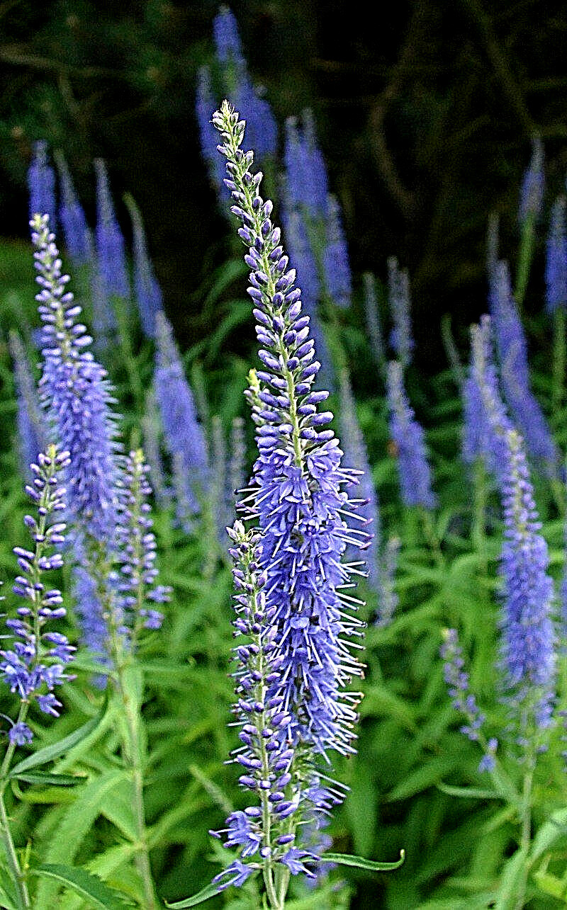 blue veronica Longfolia 160 SEEDS, speedwell, USA SELLER, flowers