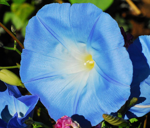 MORNING GLORY HEAVENLY BLUE Ipomoea Tricolor – 2,000 Bulk Untreated Seeds