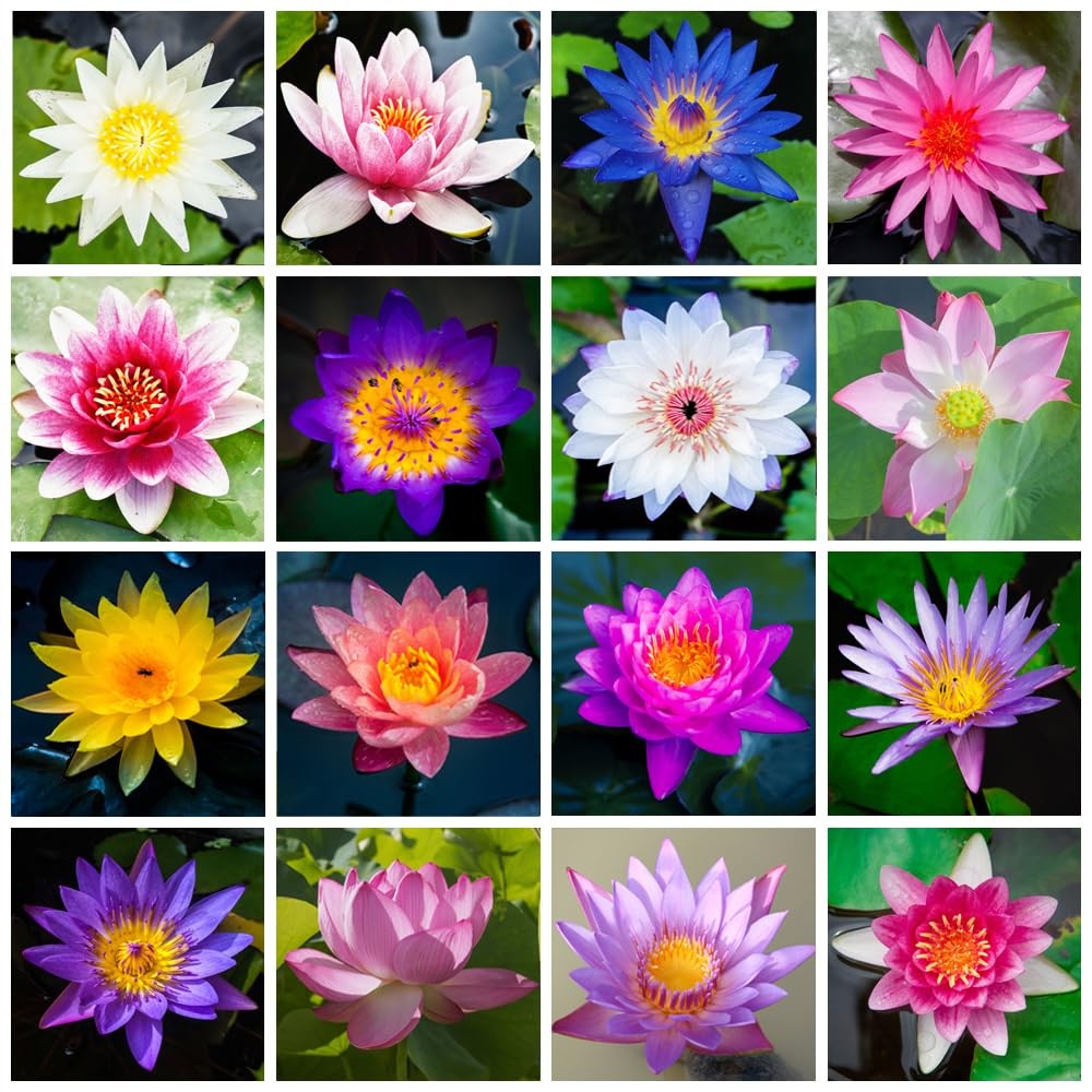 30Pcs Lotus Seeds for Planting in Water, Non-GMO Lotus Flower Seeds, High Germin