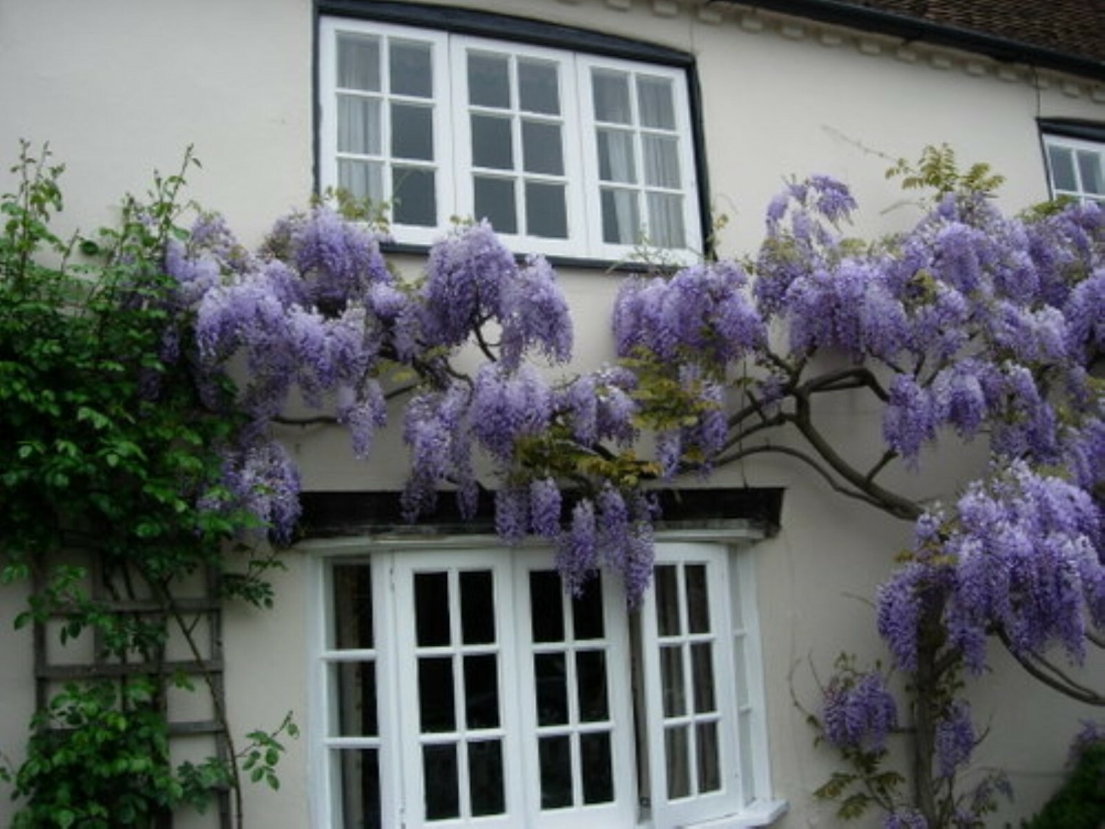 Exact Plant#18, 3 year old Wisteria macrostachya “Blue Moon”, Purple