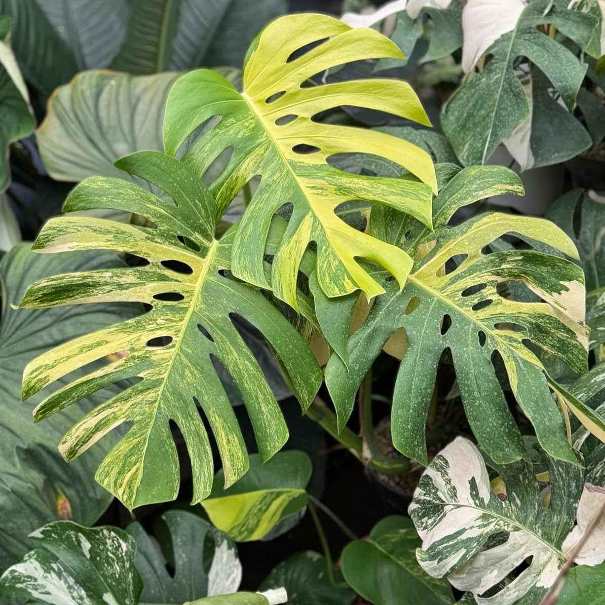300+ Monstera Deliciosa Seeds for Planting Outdoor-Grow Your Own Rare Indoor Gar