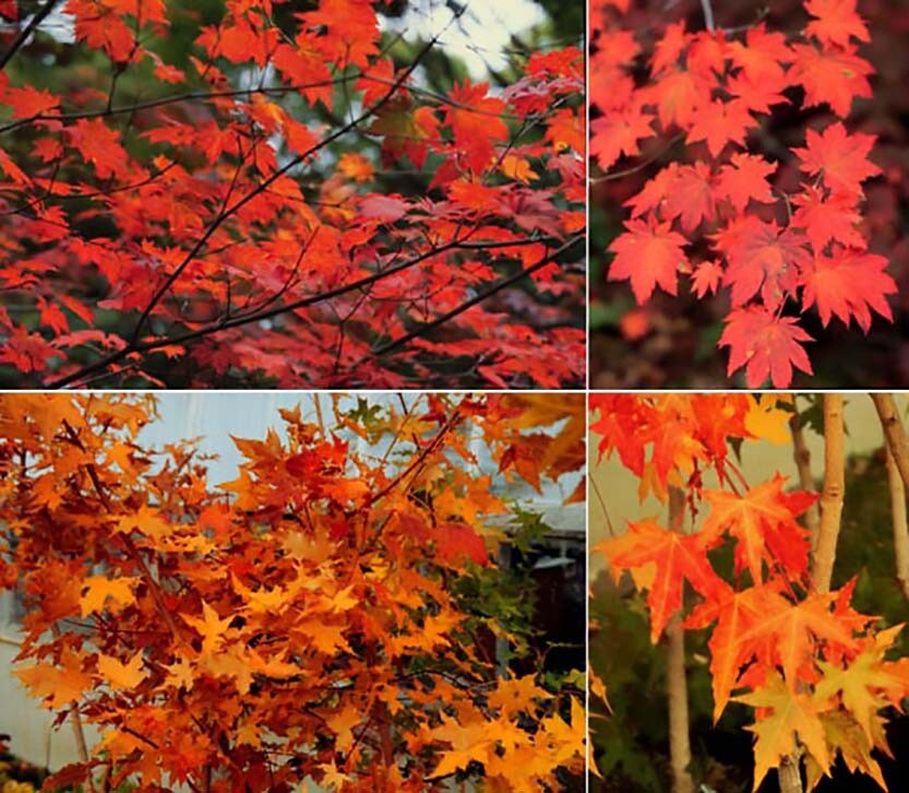 Korean Maple, Acer pseudosieboldianum, Tree Seeds (Showy, Fall Color, Fast)