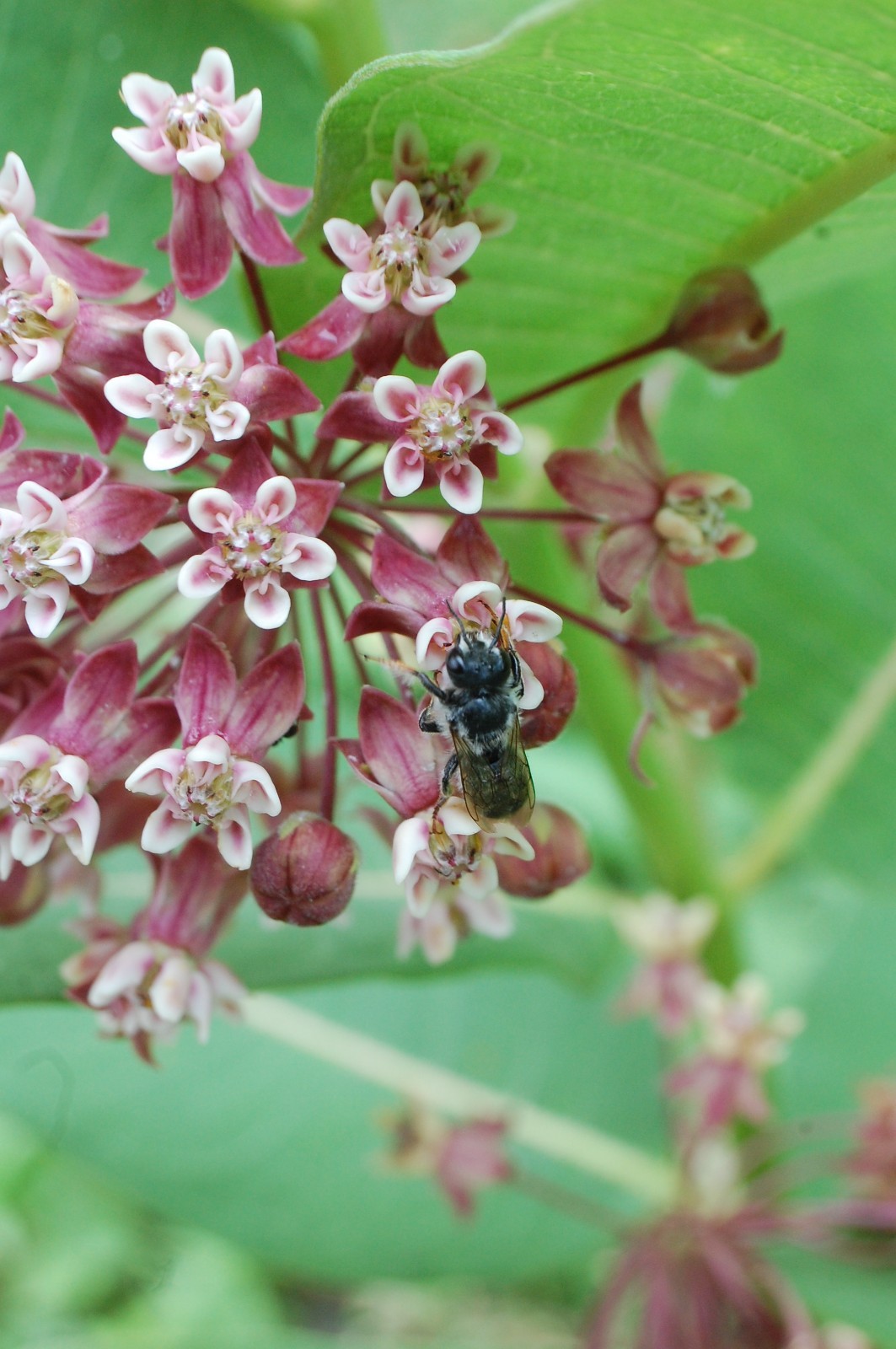 1 GRAM + each Asclepius Incarnata, Tuberosa & Syriaca Milkweed Seeds/Native