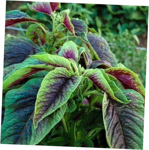 500PCS Red Green Amaranth Spinach Seeds Amaranthus Tricolor Asian Vegetable