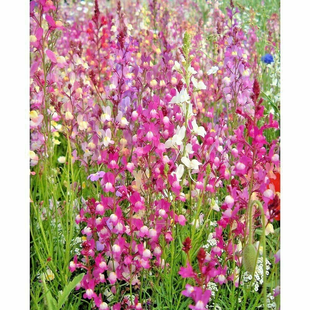 2001+SNAPDRAGON Northern Lights Mix Seeds Container Spring Fall Flower Garden