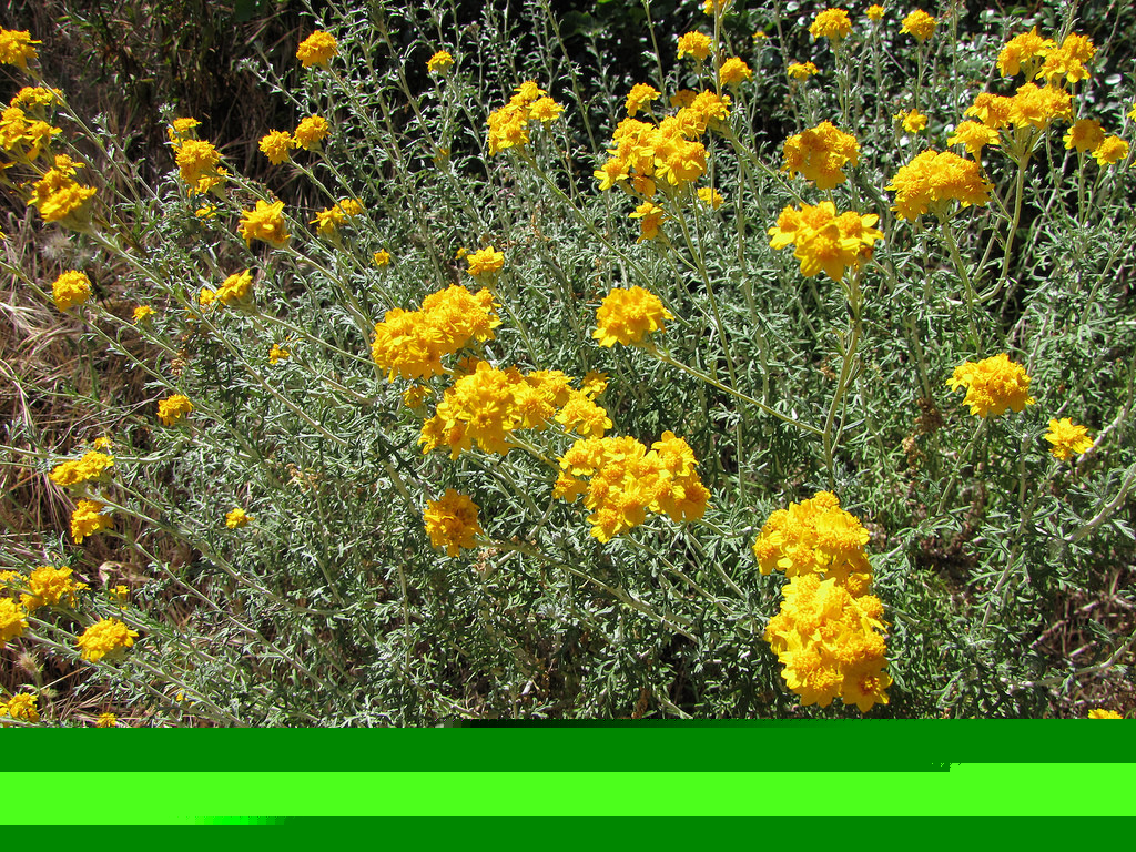 690 SEEDS – yarrow PERENNIAL GOLD – YELLOW flower GroCo* – BUY 15=SHIPS FREE
