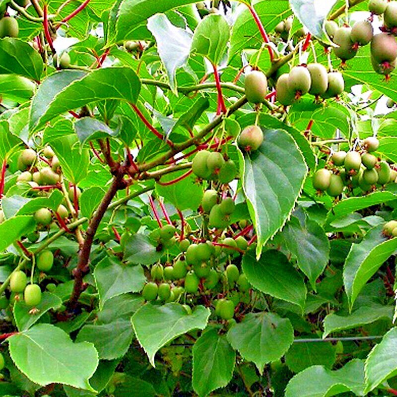 50 Issai Kiwi Seeds Arctic Grape Superfruit Garden Plant Cold Hardy Fast Vine