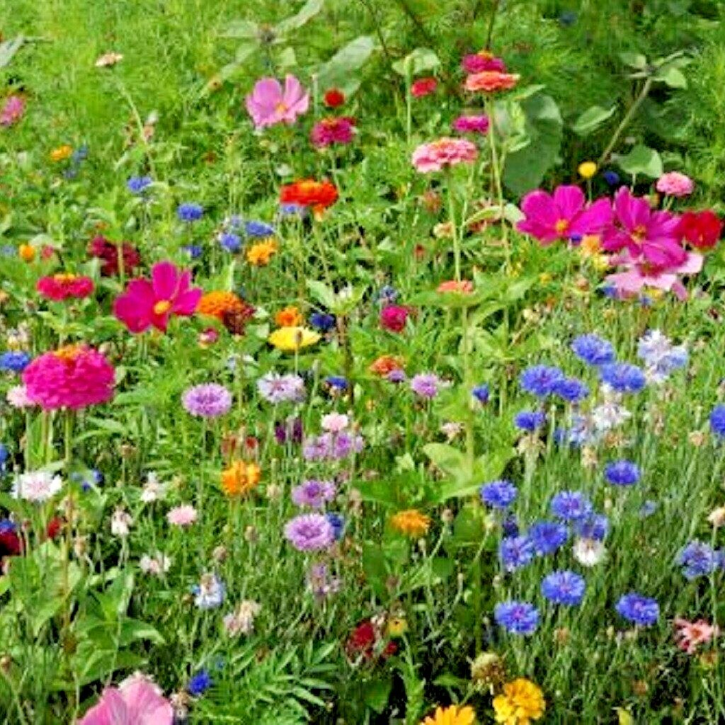 2000+POLLINATOR MIX Seeds 17 Native Wildflowers Annual Perennial Garden Easy