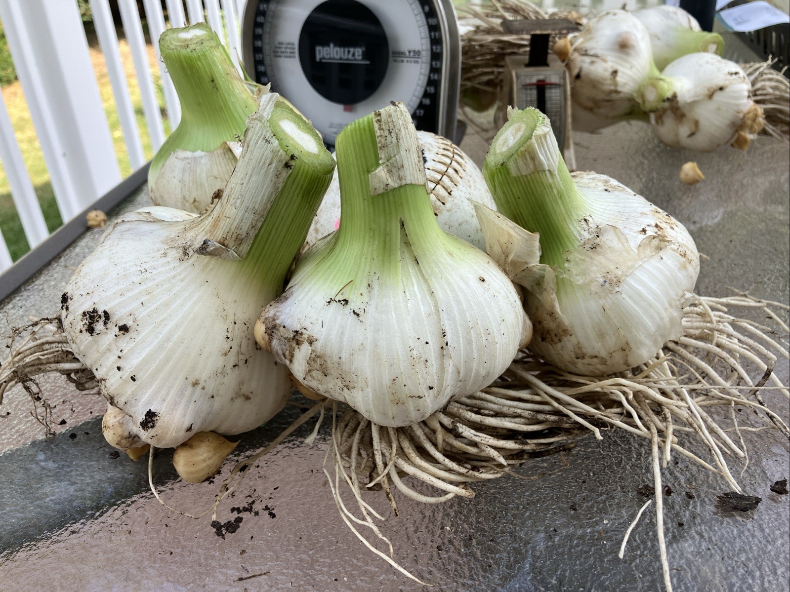 Freshly Pulled Elephant Garlic- Great To Cook/ Plant 4 Softball Size Bulbs!