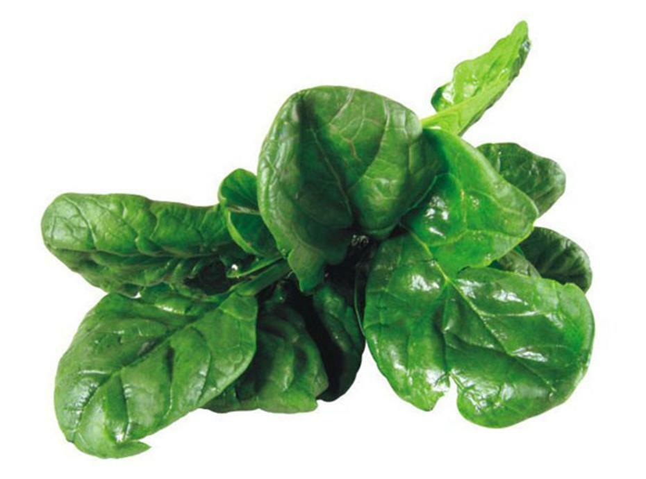 New Zealand Spinach Seeds, Perennial, HEAT & DROUGHT TOLERANT, Only Fresh Seeds