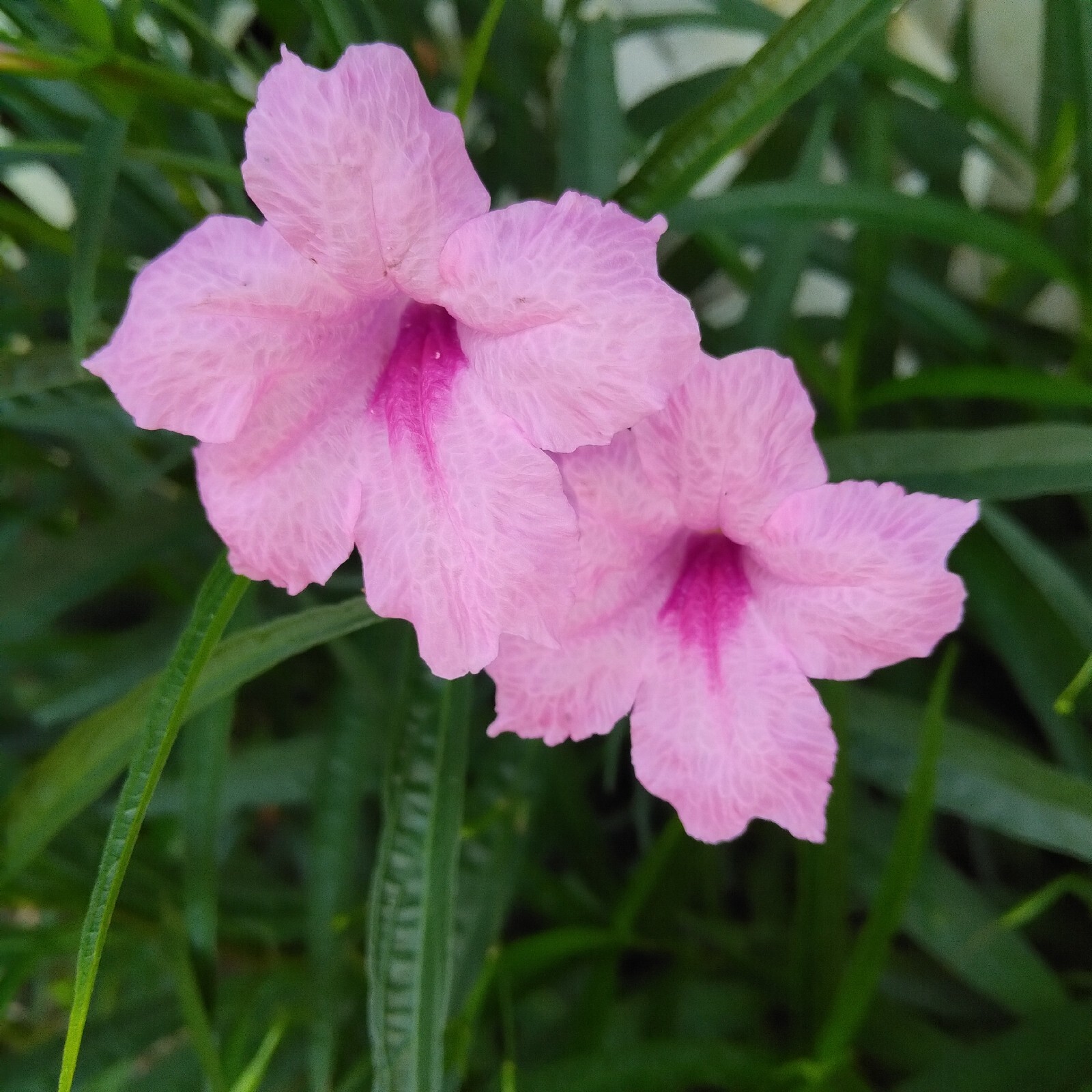 100 seeds of Tall Pink Mexican Petunia SEEDS