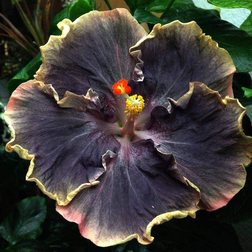 Cultivate Beauty: 20PCS Tropical Hibiscus Seeds for Culinary & Garden Use