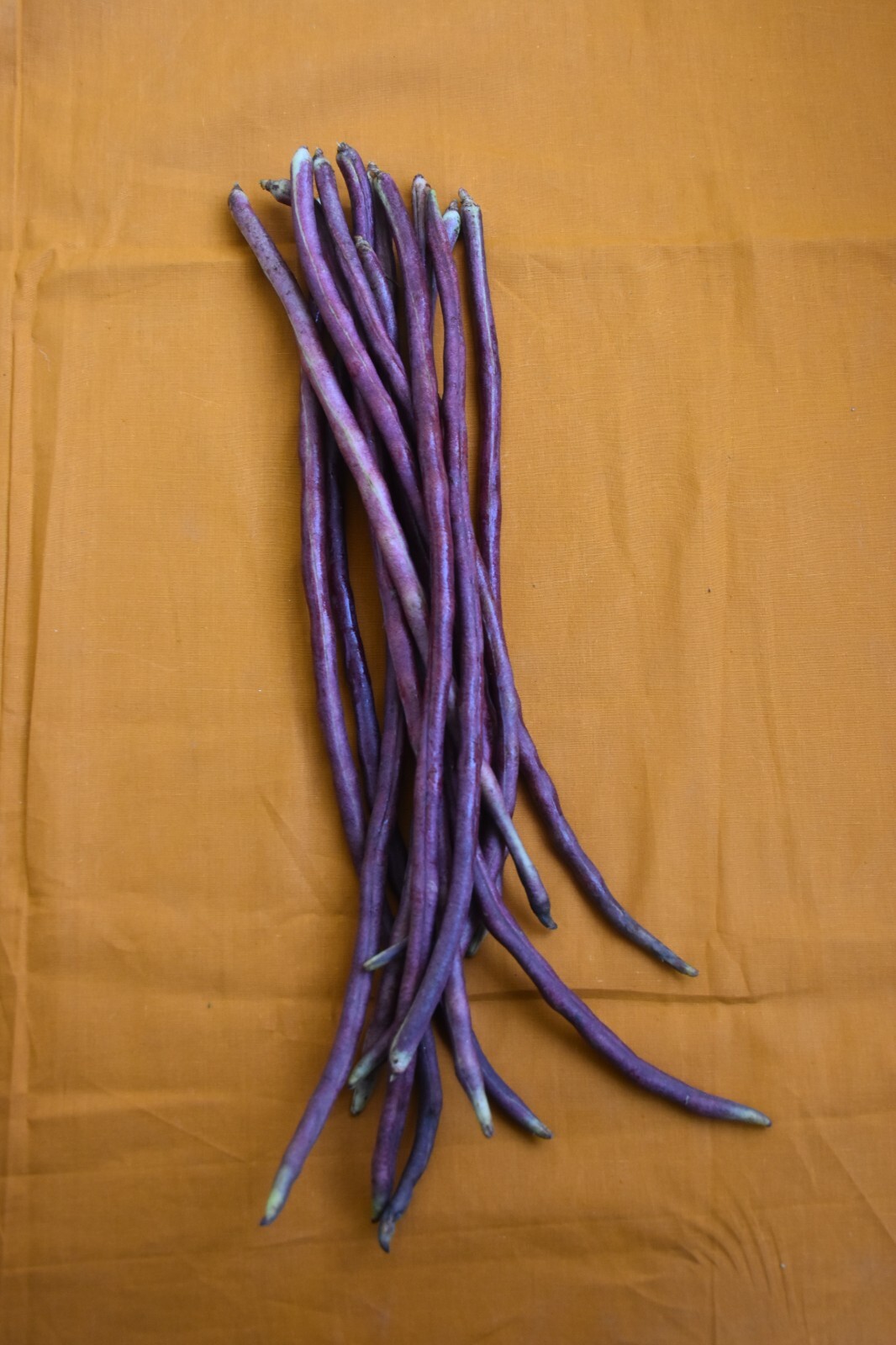 30 Long red Yard Bean seeds Asian Chinese/ Indian/Bangladeshi Long String bean