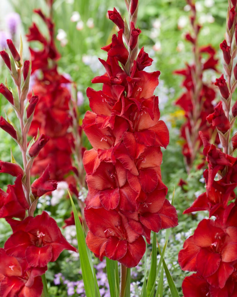 Gladiolus Large Flowering Amiga 4 Bulbs Size 12/14 cm