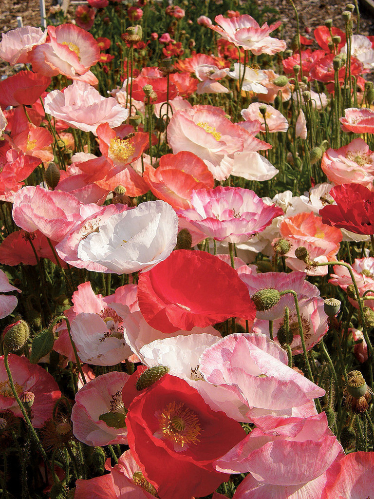 1 oz Mixed Poppy Seeds, Double Shirley, Heirloom Poppies, Bulk Seeds 200,000ct