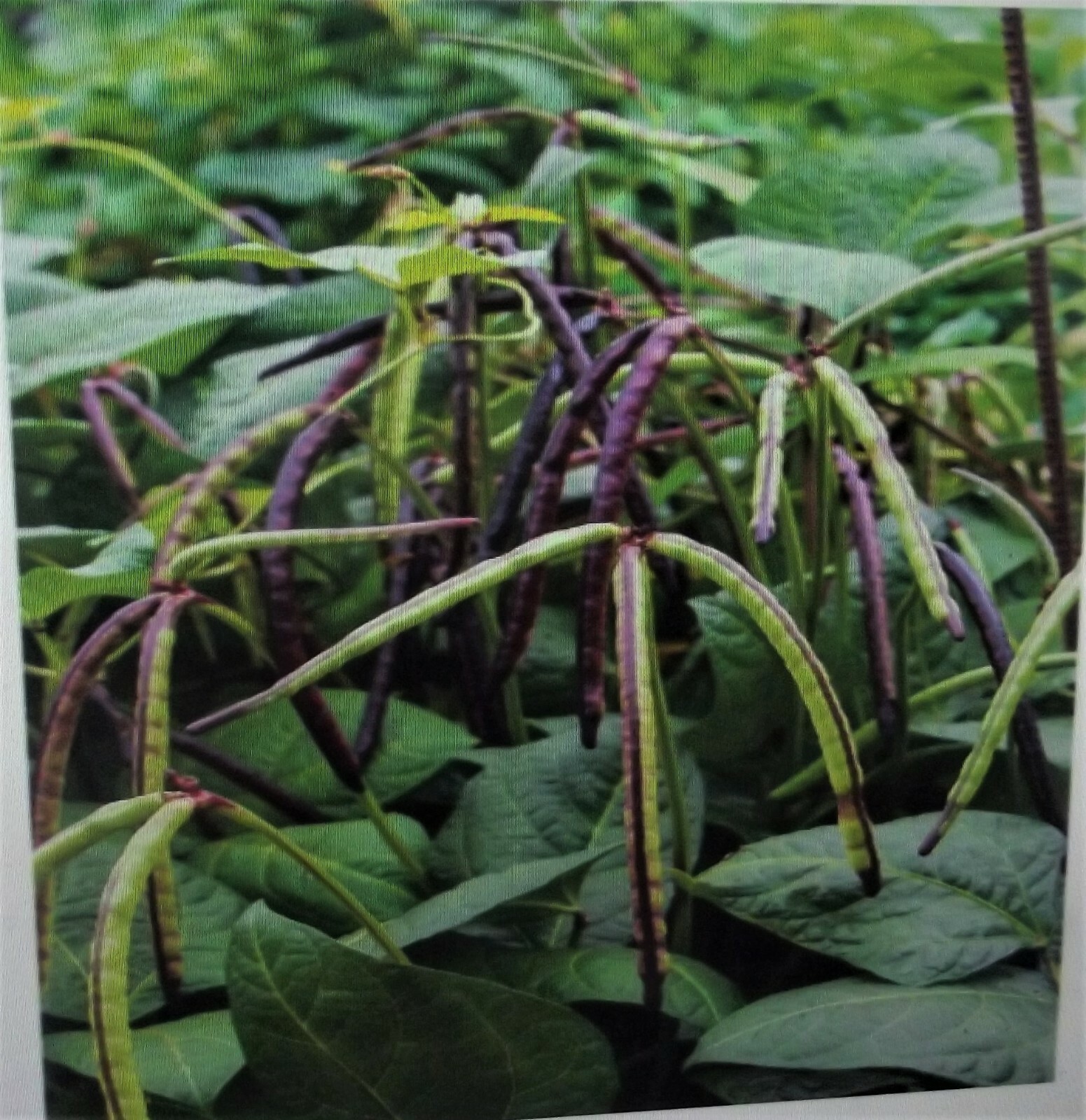 1 Lb Pinkeye Purple Hull BVR Cowpeas Benefits St. Jude