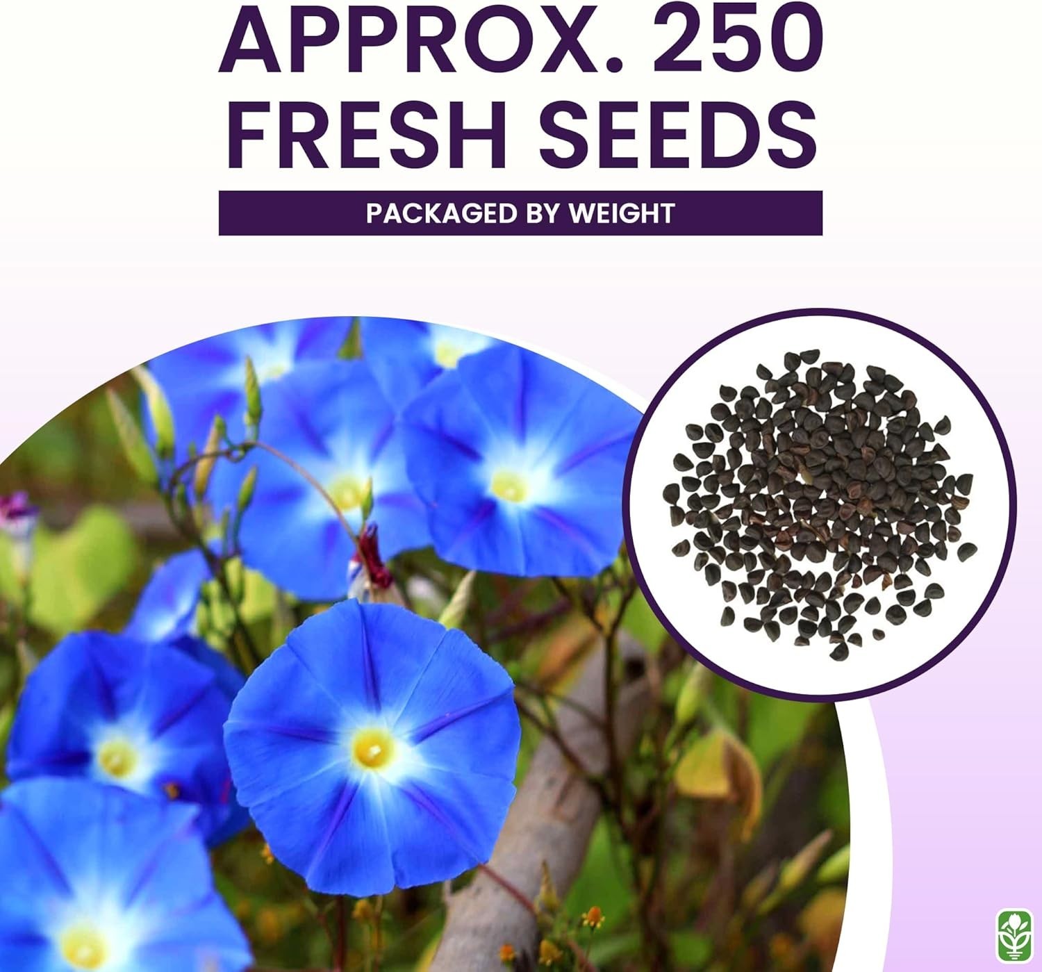 Morning Glory Seeds for Planting – 250 Fresh Seeds – Heavenly Blue Climbing V…