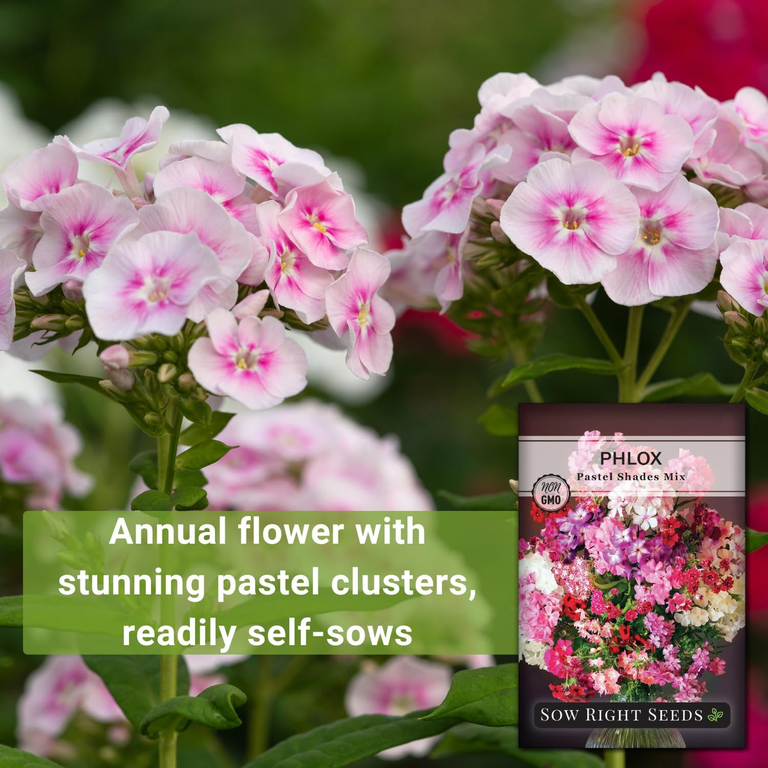 Sow Right Seeds – Pastel Shades Mixed Phlox Seeds for Planting – Beautiful Flowe