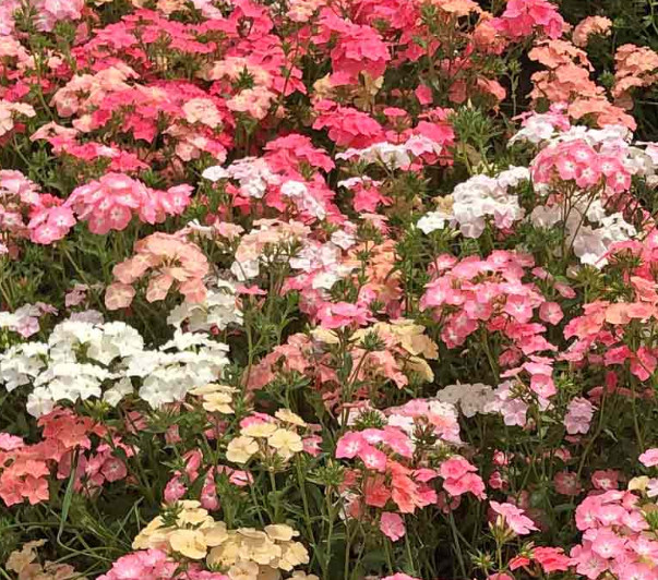 Phlox PASTEL COLORS Spring Blooms Heirloom Native USA Full Sun Non-GMO 400 Seeds