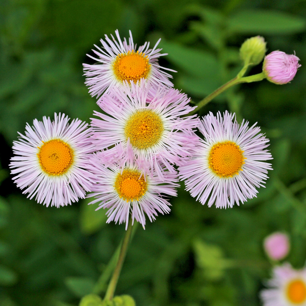 Daisy Fleabane White Erigeron Annuus (50) Seeds NC Organic