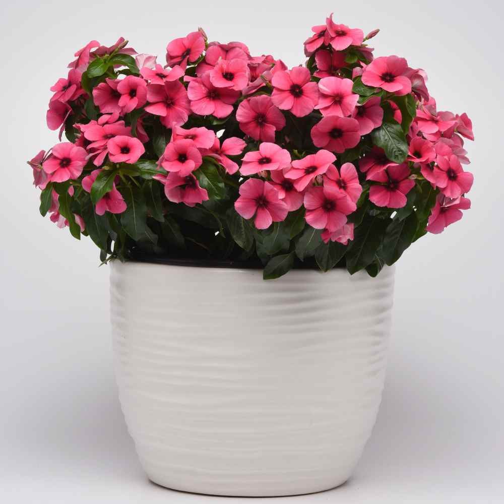 50 Seeds Drought Tolerant Periwinkle Tattoo Raspberry Garden Flower Seeds