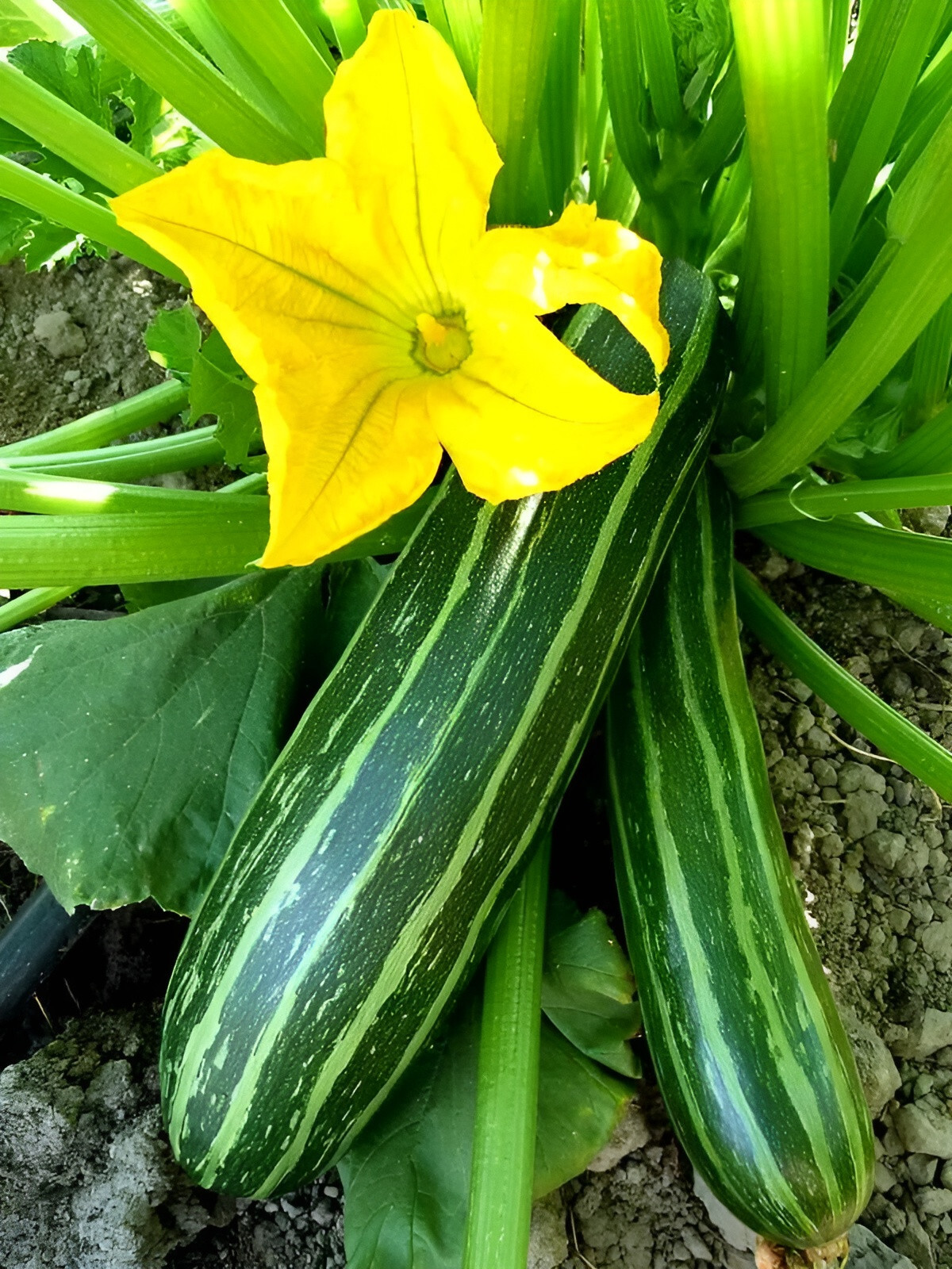 40 Heirloom Cocozelle Zucchini Seeds – Organic, High-Yielding Fast Growing!!!