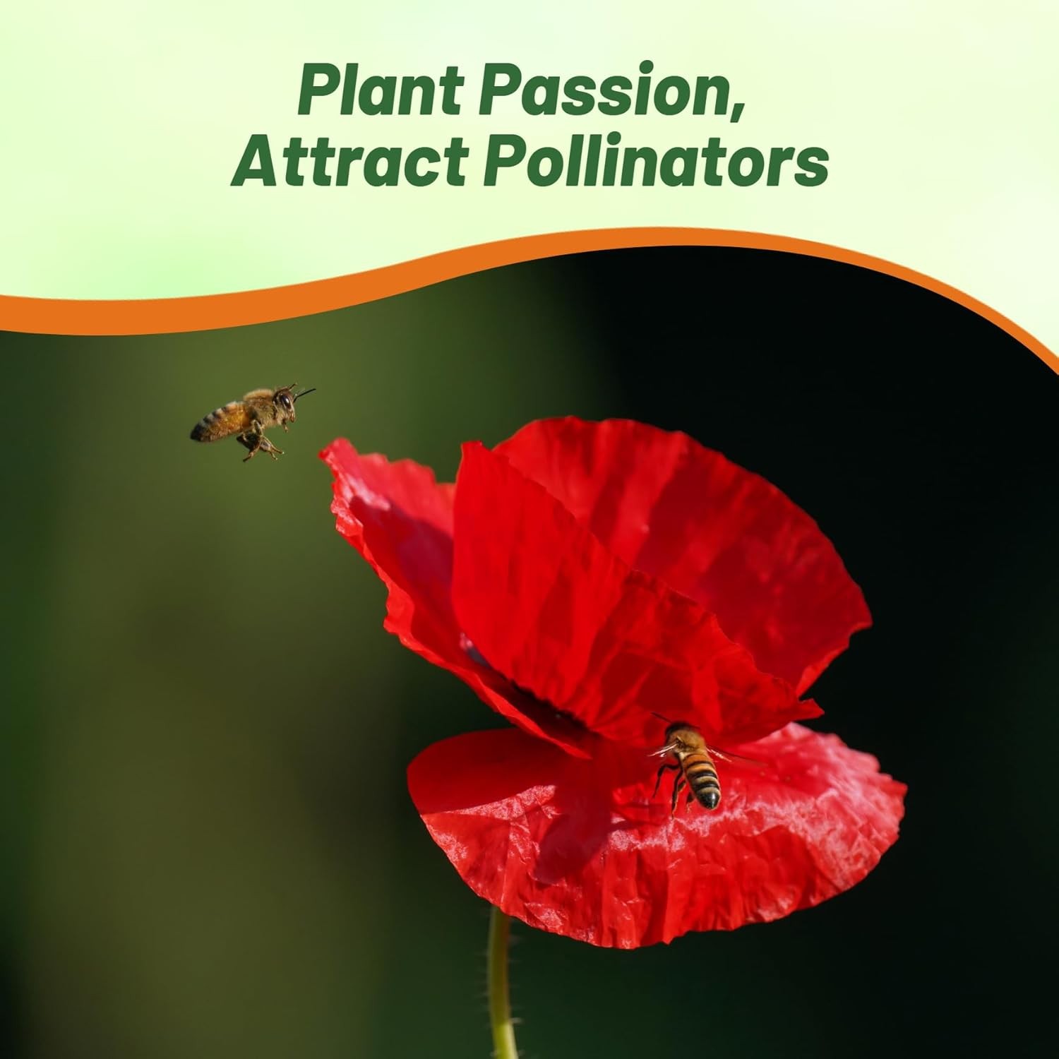 5 LBS Papaver Rhoeas Drought Tolerant Corn Poppy Wild Flowers