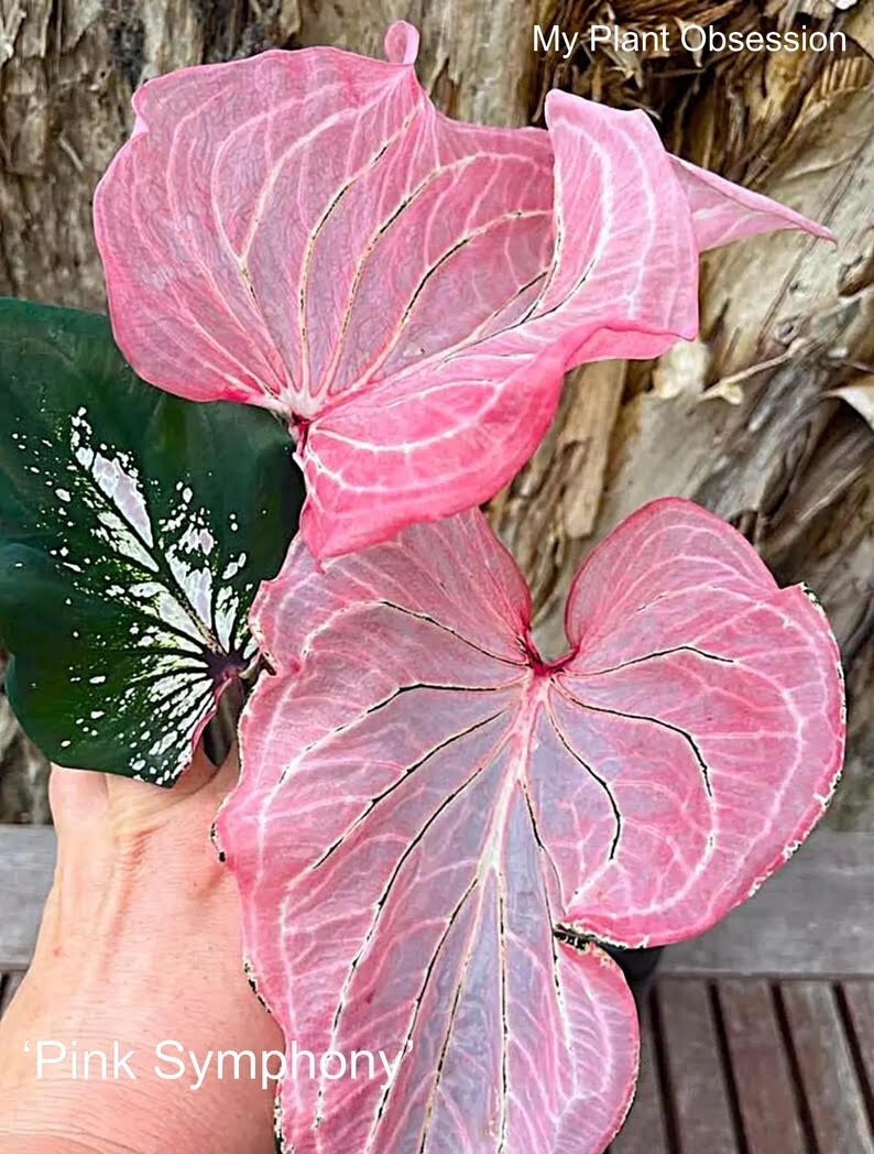 Caladium ”Pink Symphony” Size#2(2 bulbs) (You get 2 bulbs)