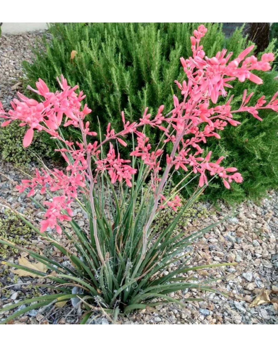 Red Yucca Seeds- (Hesperaloe parviflora) 200 count- Grown in TX- free shipping