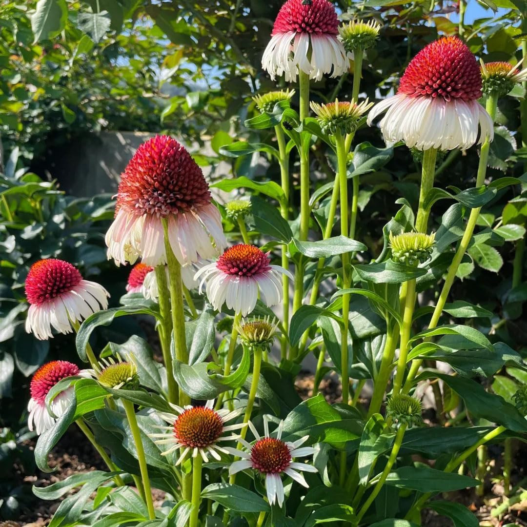 1000+ Echinacea Purpurea Seeds for Planting, Mixed Color Echinacea Coneflower Se
