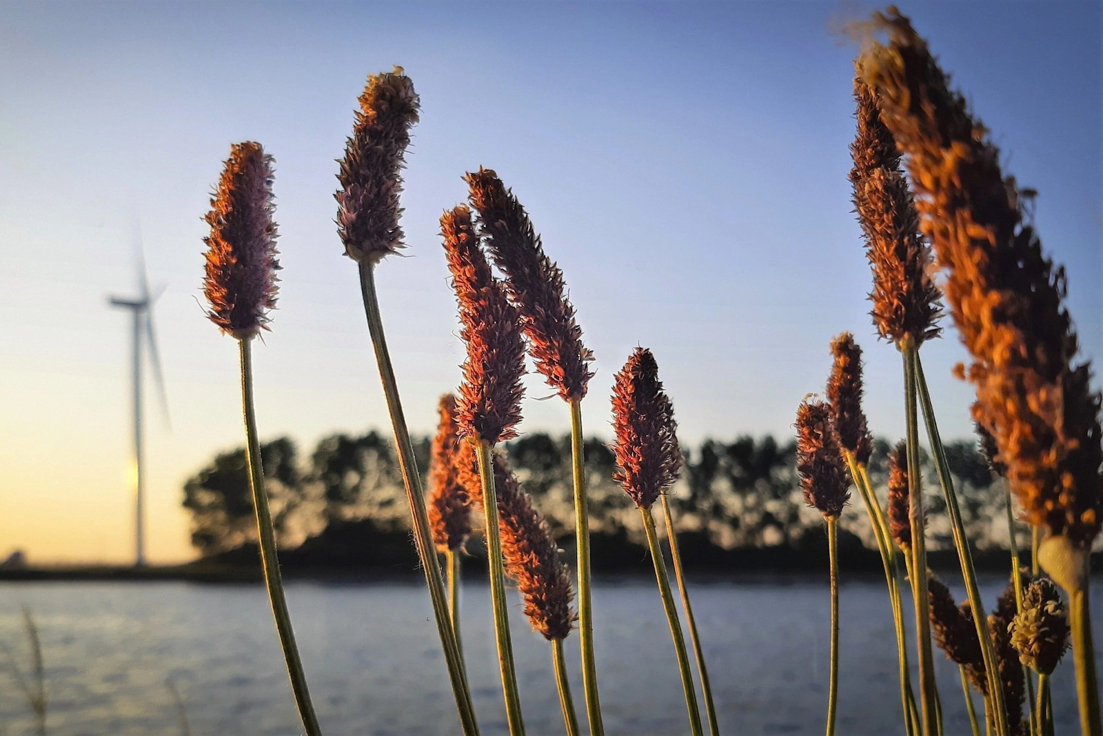 1000 CREEPING MEADOW FOXTAIL ‘Garrison’ Alopecurus Arundinaceus Moist Grass Seed