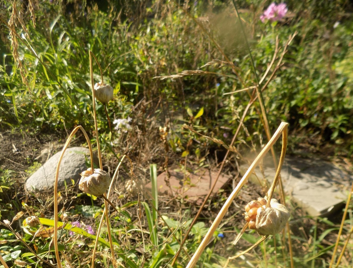 60 Wild Garlic Seeds — Grow your own garlic for years! A money-saver!!