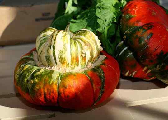 Turk’s Turban Winter Squash 10 Seeds Turks Cap Heirloom Ornamental Gourd Edible