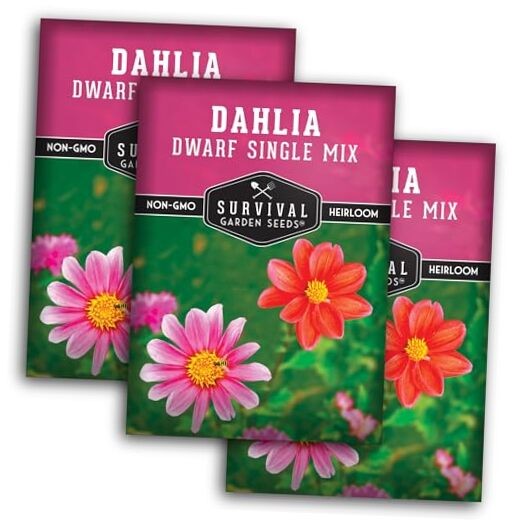 Dwarf Single Mix Dahlia Seeds for Planting – Compact Colorful Blooms for 3
