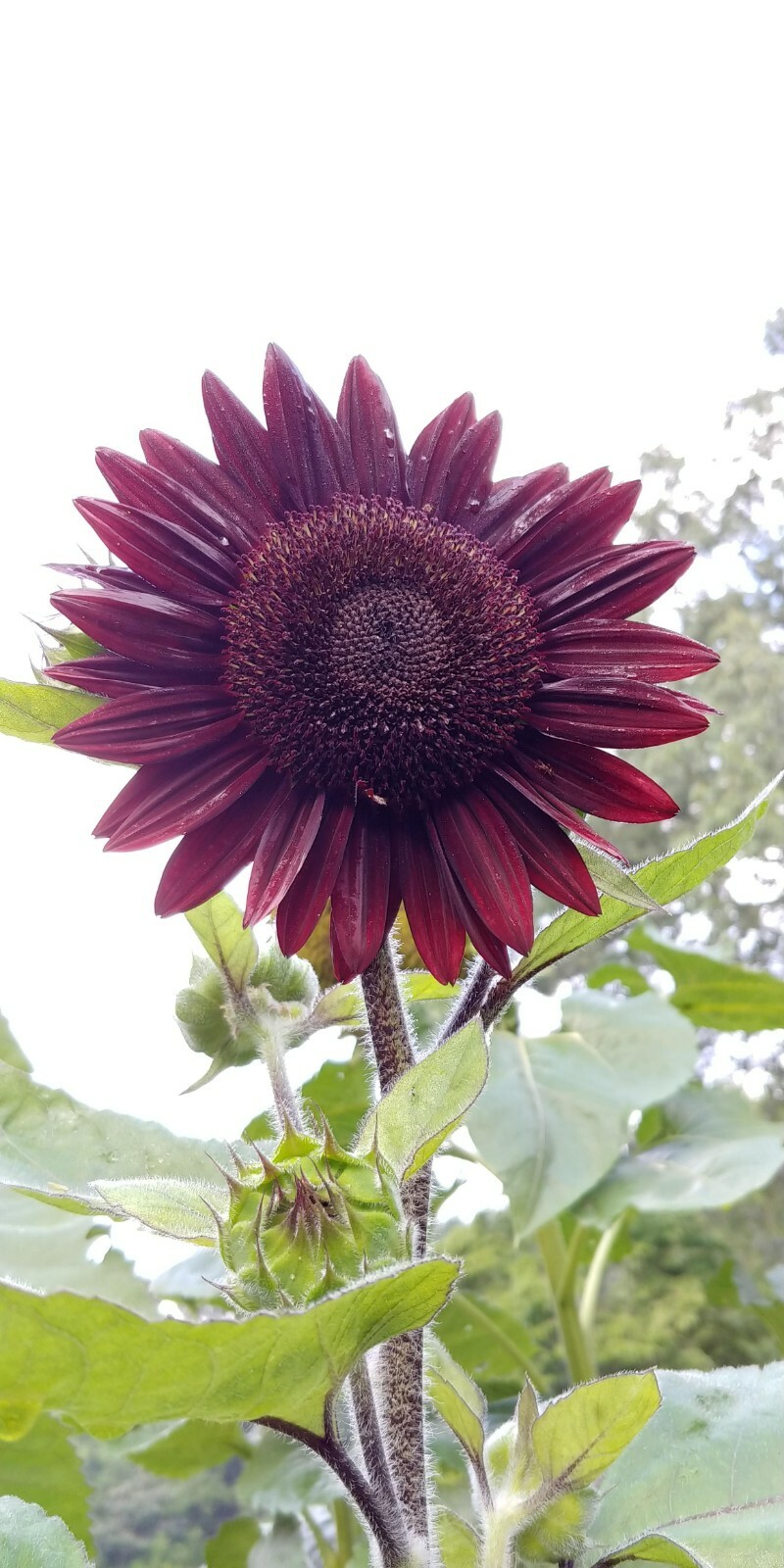 25 Chocolate Cherry Sunflower Seeds, Heirloom NON-GMO, ONLY FRESH GARDEN SEEDS