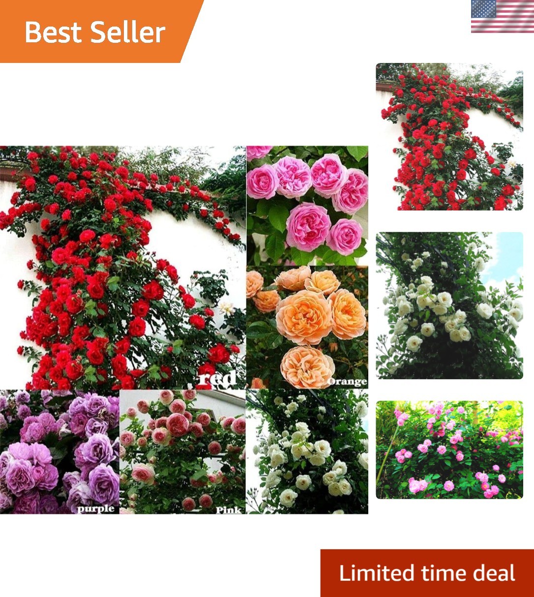 Dazzling 100 Pcs Climbing Rose Seeds – -Round Blooms for Your Garden
