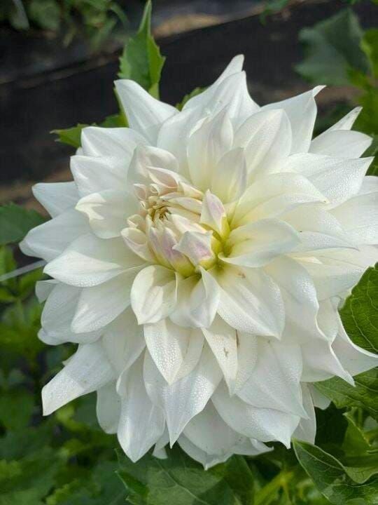 25 Dahlia Seeds Perennial Heirloom Pollinator Flower Flowers “Boom Boom White”