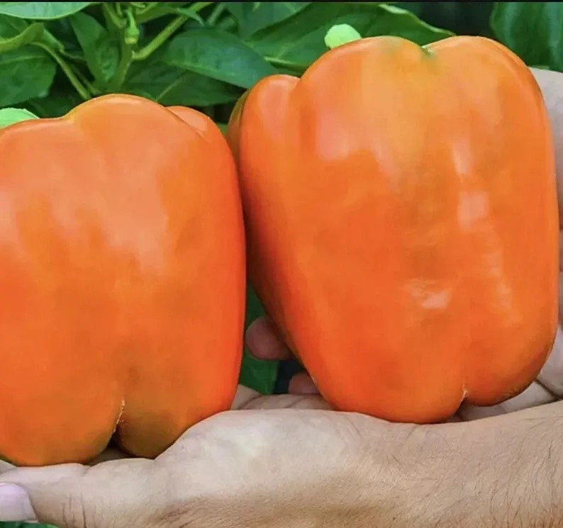 240+ Orange King Bell Pepper Seeds – Sweet – Heirloom – Organic – NON GMO