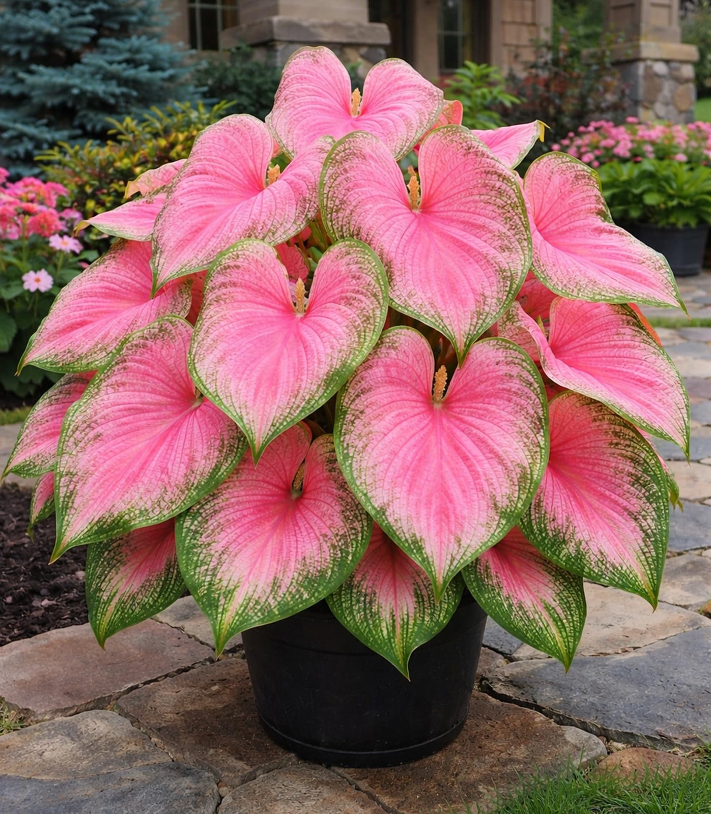 Pink Princess Caladium Bulbs for Planting Perennial Elephant Ears 10 Bulbs