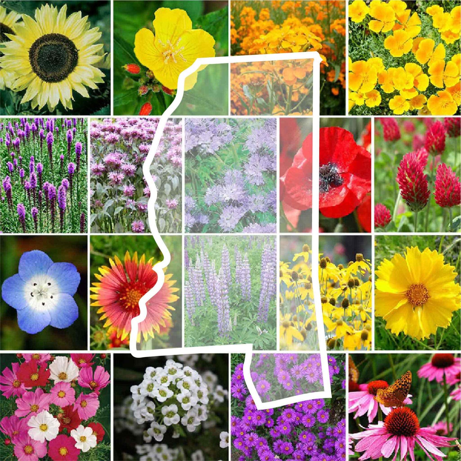 Wildflower MISSISSIPPI State Flower Mix Perennials & Annuals Non-GMO 1000 Seeds!