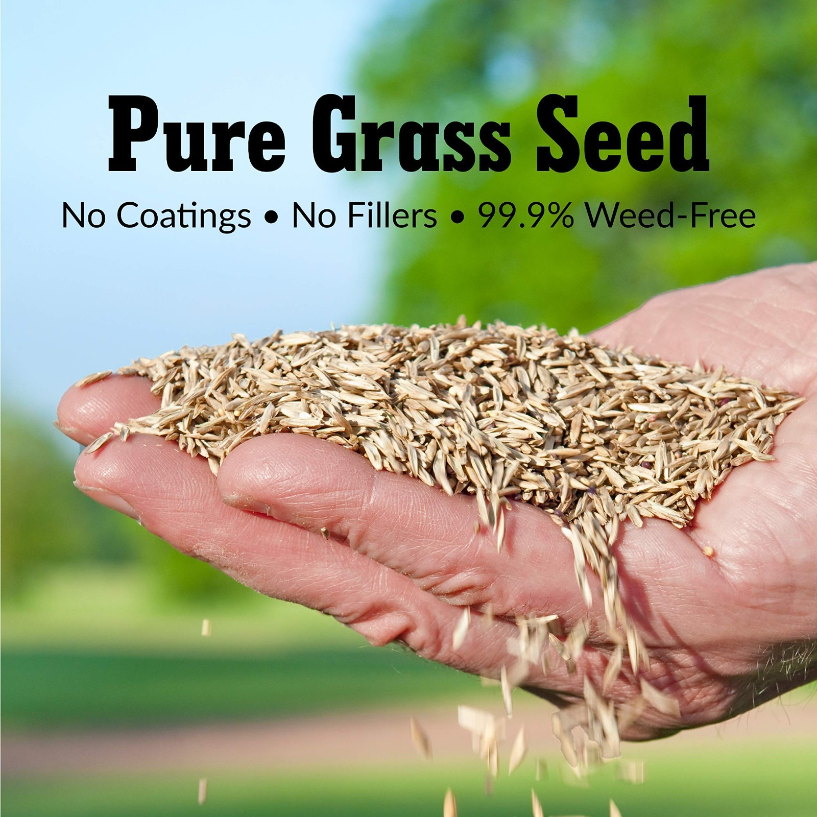 Kentucky Bluegrass Seed Blend – 3 lb Bag – Covers 3,000 sq ft – Premium Lawn Car