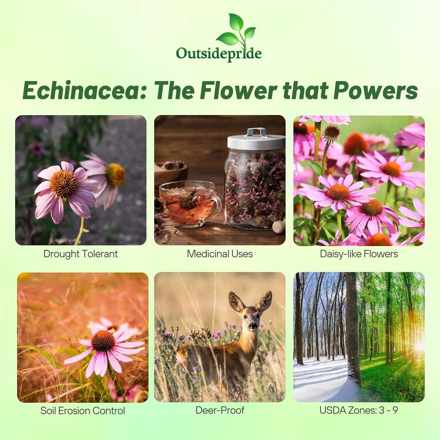 1000 Seeds Purple Coneflower Wild Flower Seed For Planting | Echinacea Seeds
