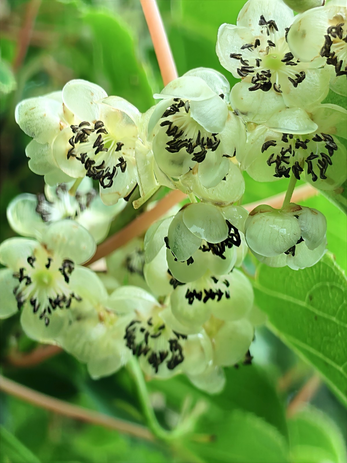 50 Issai Kiwi Seeds Arctic Grape Superfruit Garden Plant Cold Hardy Fast Vine
