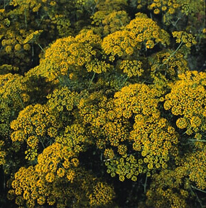 Dill Dukat Anethum graveolens 10,000 seeds
