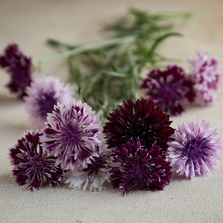 100 Bachelor Button Classic Magic Mix seeds