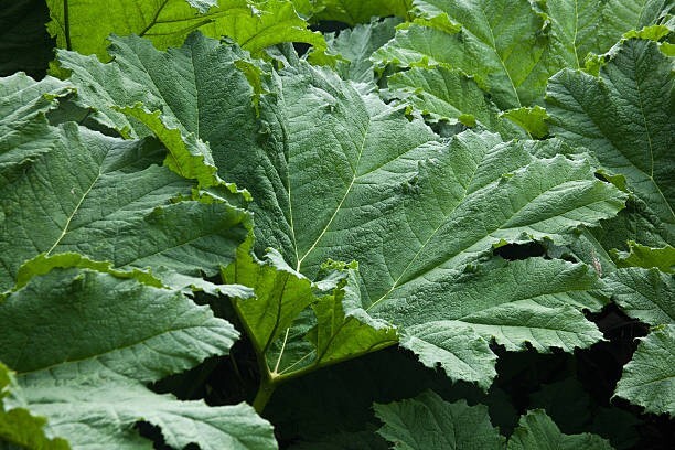 5 Giant Gunnera Manicata Seeds