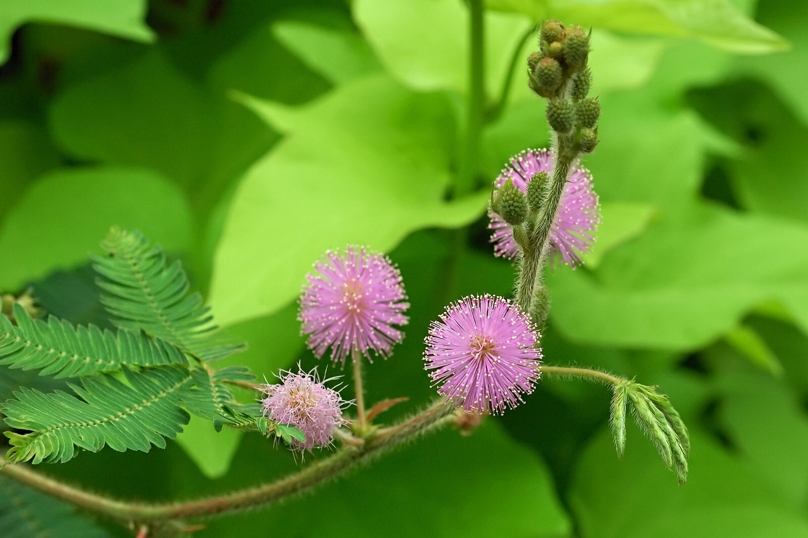 SENSITIVE PLANT Seeds BULK *FREE Shipping!* Mimosa pudica Herb Shy Plant Seeds